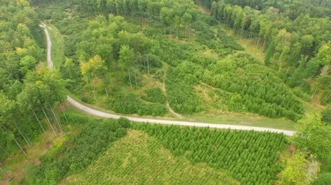 Beautiful green forest Stock Footage 53833115