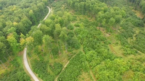 Beautiful green forest Stock Footage 53833152