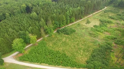 Beautiful green forest Stock Footage 53833252