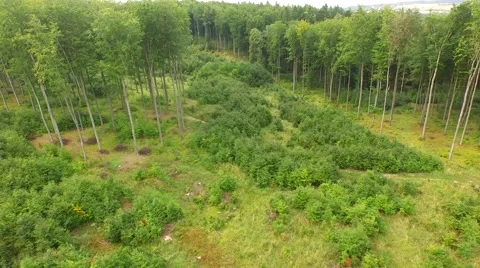 Beautiful green forest Stock Footage 53833305