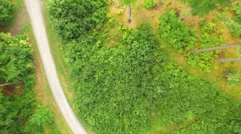 Beautiful green forest Stock Footage 53833680