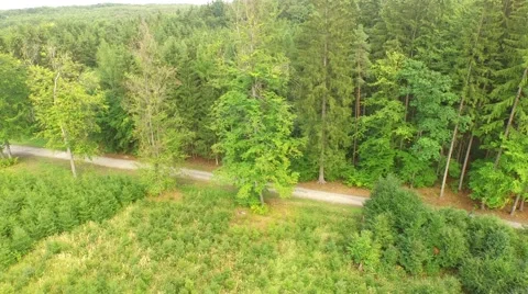 Beautiful green forest Stock Footage 53833895