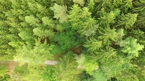 Beautiful green forest Stock Footage 53833916