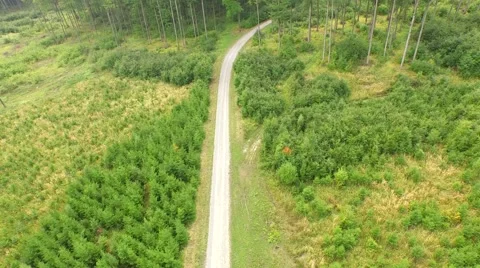 Beautiful green forest Stock Footage 53834010