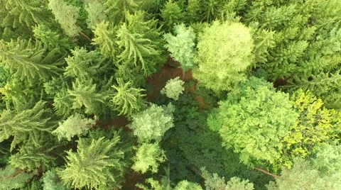 Beautiful green forest Stock Footage 53834094
