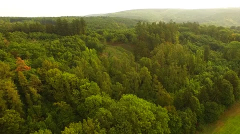 Beautiful green forest Stock Footage 55078660