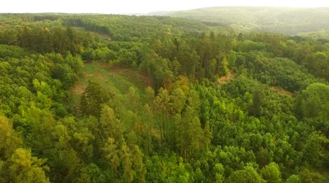 Beautiful green forest Stock Footage 55078754