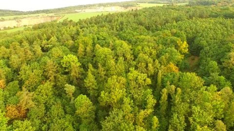 Beautiful green forest Stock Footage 55079248