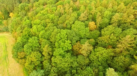 Beautiful green forest Stock Footage 55079351