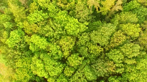 Beautiful green forest Stock Footage 55079503