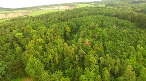 Beautiful green forest Stock Footage 55080428