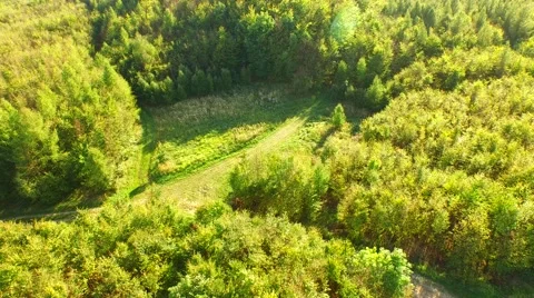 Beautiful green forest Stock Footage 55263960