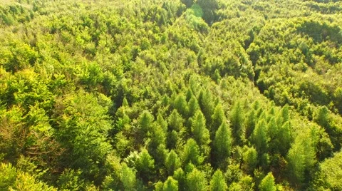 Beautiful green forest Stock Footage 55265554