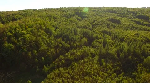 Beautiful green forest Stock Footage 55265627