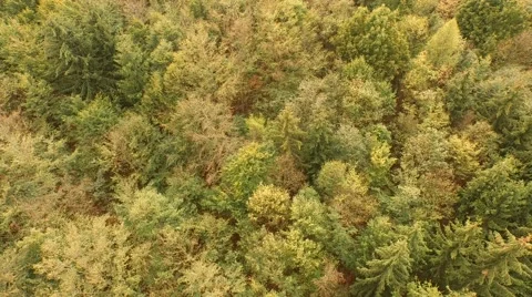 Beautiful green forest Stock Footage 55302065