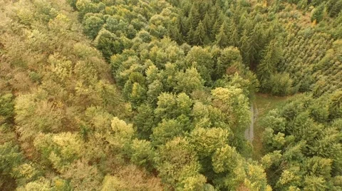 Beautiful green forest Stock Footage 55302300