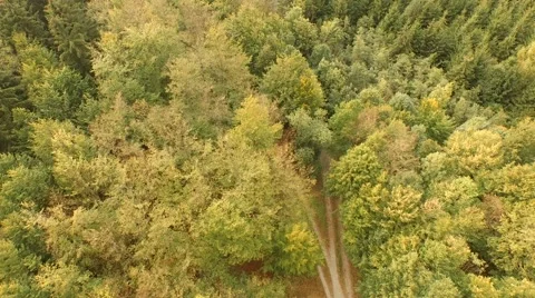 Beautiful green forest Stock Footage 55302353