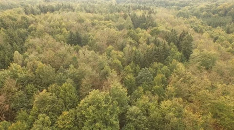 Beautiful green forest Stock Footage 55302444