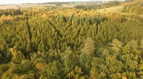 Beautiful green forest Stock Footage 55302495
