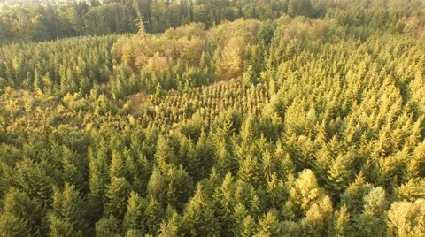 Beautiful green forest Stock Footage 55302575