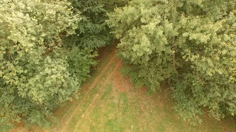 Beautiful green forest Stock Footage 55302677