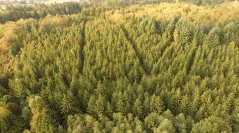 Beautiful green forest Stock Footage 55302937