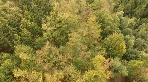 Beautiful green forest Stock Footage 55303063