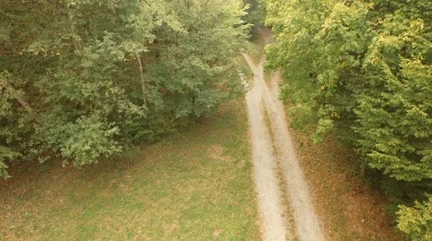 Beautiful green forest Stock Footage 55303344