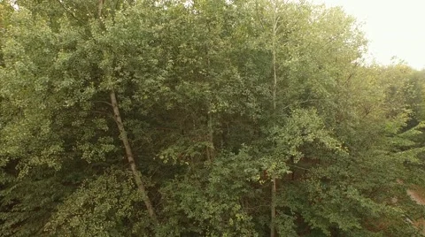 Beautiful green forest Stock Footage 55303451