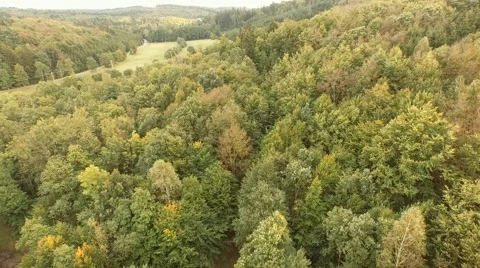 Beautiful green forest Stock Footage 55303671