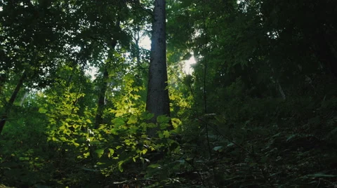 Beautiful green forest Stock Footage 59097598