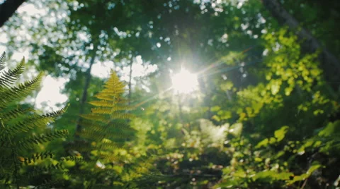 Beautiful green forest Stock Footage 59097607