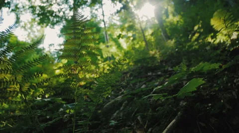 Beautiful green forest Stock Footage 59098822