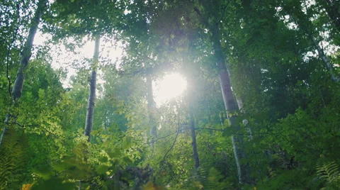 Beautiful green forest Stock Footage 59099078