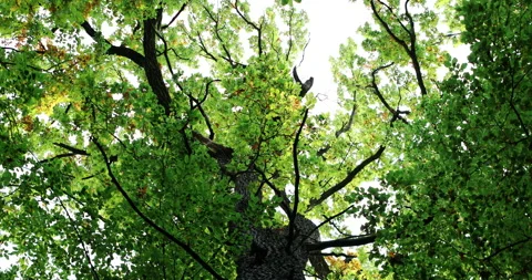 Beautiful green forest Stock Footage 164301777