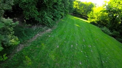 Beautiful Green Forest Stock Footage 280264351