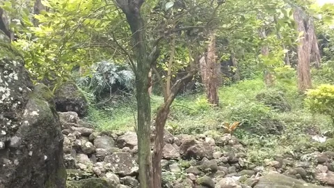 Beautiful Green Forest Stock Footage 329241925