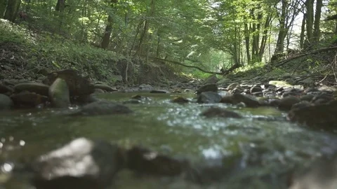 Beautiful green forest with gimbal, trees, river Stock Footage 71307662