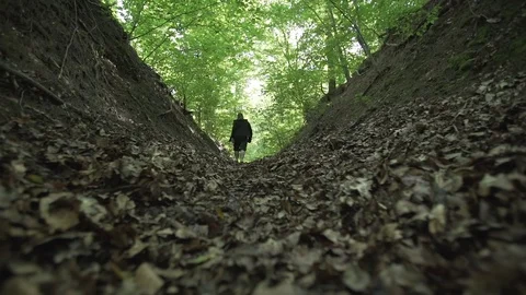 Beautiful green forest with gimbal, trees, man walking Stock Footage 71313053