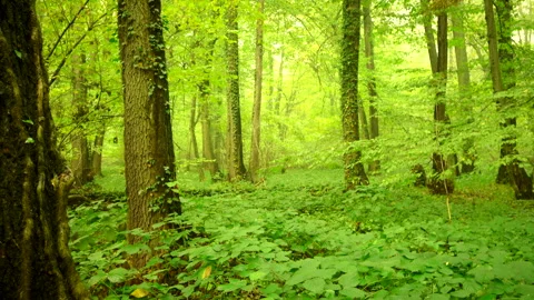 Beautiful green forest, mist with fallen trees and overgrown ivys 4K. Stock Footage 250628360