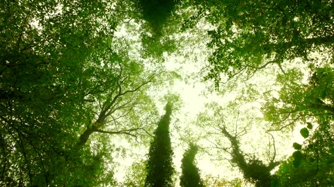 Beautiful green forest, mist with trees and overgrown ivys 4K. Stock Footage 250632437