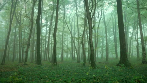 Beautiful green forest, mist with trees 4K. Stock Footage 250658005
