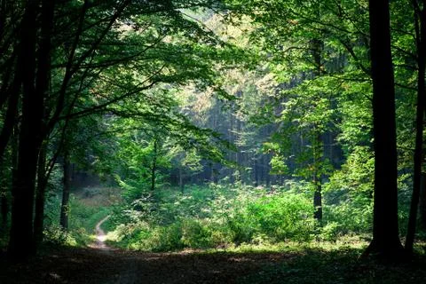 Beautiful green forest Stock Photos