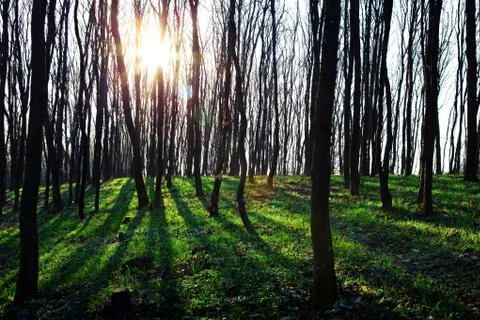 Beautiful green forest Stockfoto's