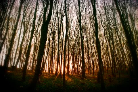 Beautiful green forest 스톡 사진