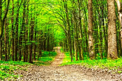Beautiful green forest Stock Photos