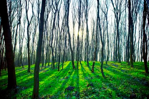 Beautiful green forest Stock-Fotos