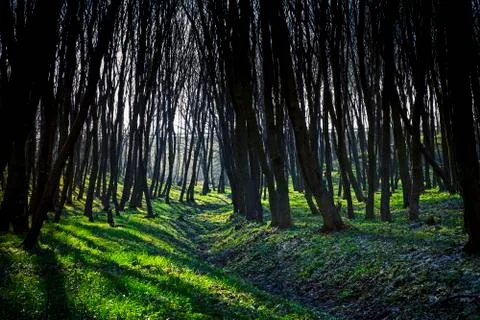 Beautiful green forest Foto stock