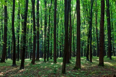 Beautiful green forest Stock-Fotos