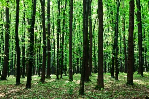 Beautiful green forest 스톡 사진